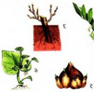 Вегетативные и репродуктивные органы растений