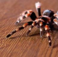 عنکبوت - دقیق ترین علائم و خرافات