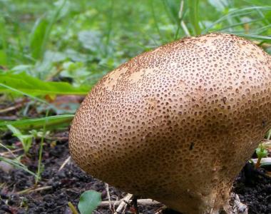 Kërpudha pufbolli: veti të dobishme, receta, përdorim në mjekësinë popullore