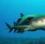Najopasnije morske pse na svijetu