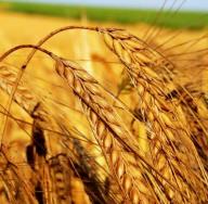 Vrste pšenice Gdje raste pšenica
