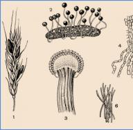 Taksonomija, razdelek »Biolog Klasifikacija žive narave tabela