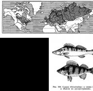 Porodica grgečevih riba: nazivi, opis