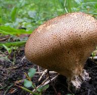 Kërpudha pufbolli: veti të dobishme, receta, përdorim në mjekësinë popullore