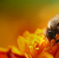 چرا زنبورها خواب می بینند ، یک زنبور یا یک زنبور عسل؟