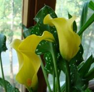 Domača roža kala: kako gojiti rastlino doma
