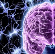 Fakte dhe mite për trurin e njeriut