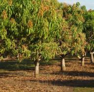 Da li je moguće uzgojiti mango iz koštice kod kuće