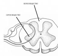 Определение и значение образования ядер спинного мозга