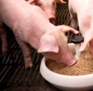 Krmne smjese za svinje: industrijske i domaće