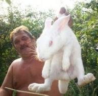 ویژگی های بهره وری و پرورش خرگوش گوشتی نژادهای خرگوش گوشتی