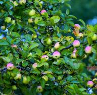 Kako shraniti jabolka doma pozimi