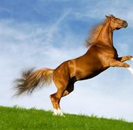 Tumačenje snova - konj i tumačenje snova vezanih za konje