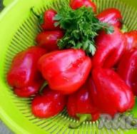 Pečene paprike za zimnicu bez sterilizacije Pržene paprike marinirajte sa belim lukom i sirćetom