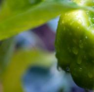 Πώς να ταΐζετε τις πιπεριές κατά τη διάρκεια της ανθοφορίας Πώς να γονιμοποιήσετε τις πιπεριές