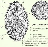 Cilijati - cilijarni paraziti u ljudskom tijelu, infekcija i liječenje Klasifikacija vrsta cilijata