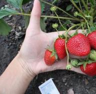 Ουρία για σωστή λίπανση φράουλας και υψηλή απόδοση Τι είναι η ουρία ως λίπασμα για φράουλες