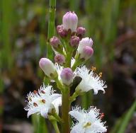 แหนแดงแคโรลิเนีย หรือ เฟิร์นน้ำ (Azolla caroliniana) สภาวะการมีอยู่ของแหนแดงและวิธีการขยายพันธุ์