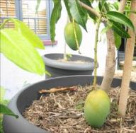 Rritja e mangos nga një gur: rregullat themelore për mbjelljen dhe kujdesin për një bimë