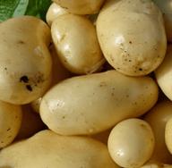 Ποικιλίες πατάτας με αλφαβητική σειρά με περιγραφές και φωτογραφίες