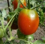 Dugotrajne, stabilne sorte paradajza Dugotrajne recenzije paradajza