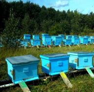 Kako odabrati mjesto za postavljanje pčelinjaka