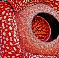 رافلزیا آرنولدی - بزرگترین گل معجزه گر جهان