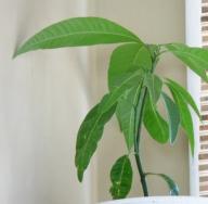 Πώς να φυτέψετε έναν σπόρο μάνγκο για να μεγαλώσετε ένα δέντρο στο σπίτι;