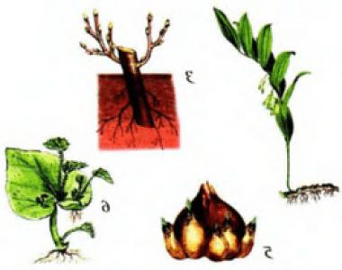 Вегетативные и репродуктивные органы растений