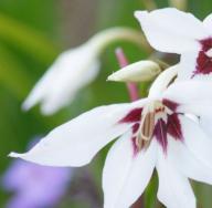 Neobična gladiola acidanthera: uzgoj i njega