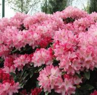 Rhododendron: mavsumiy parvarishlash Rhododendronlarni kesish mumkinmi?